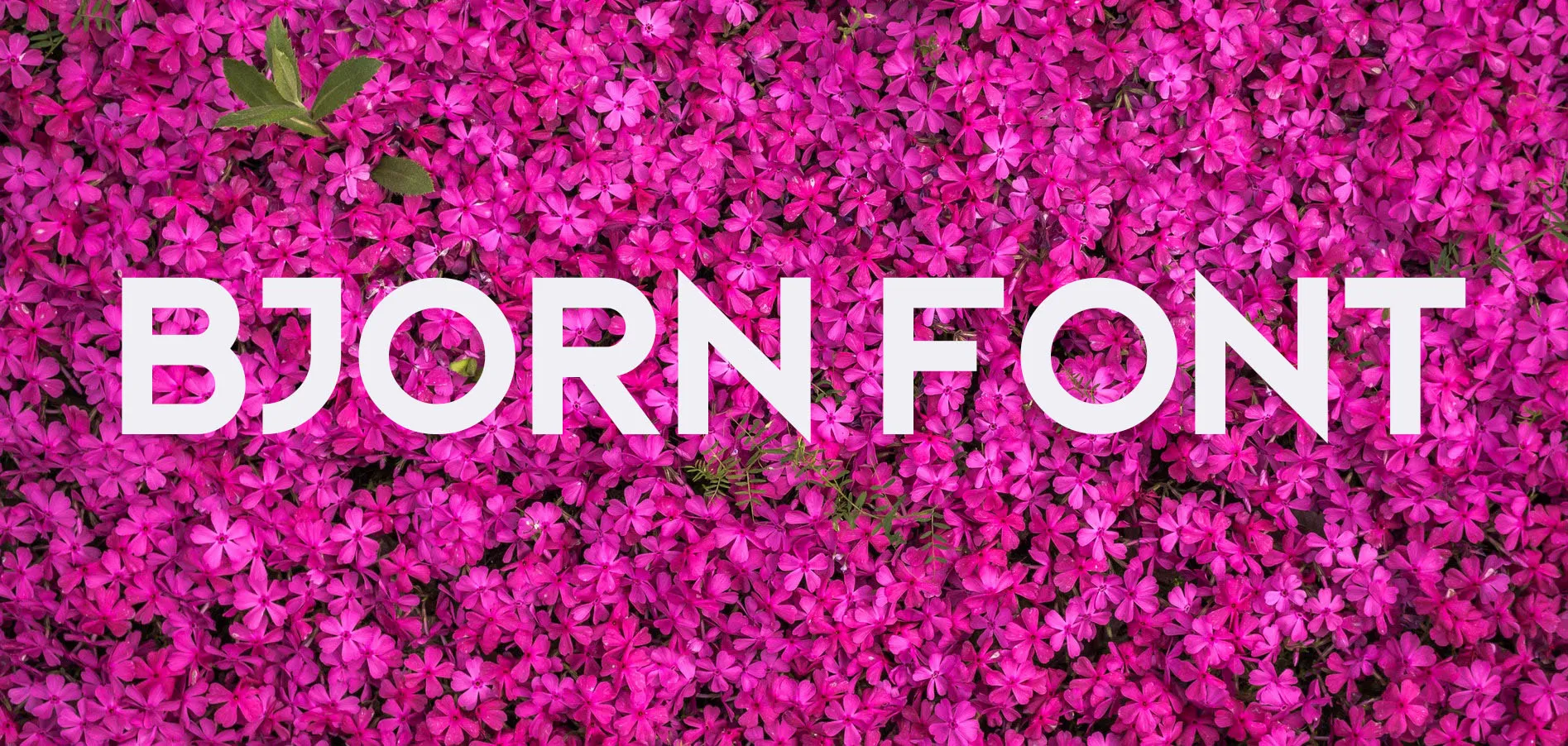 Bjorn Font